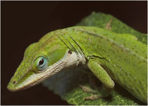 ../_images/green-anole.jpg